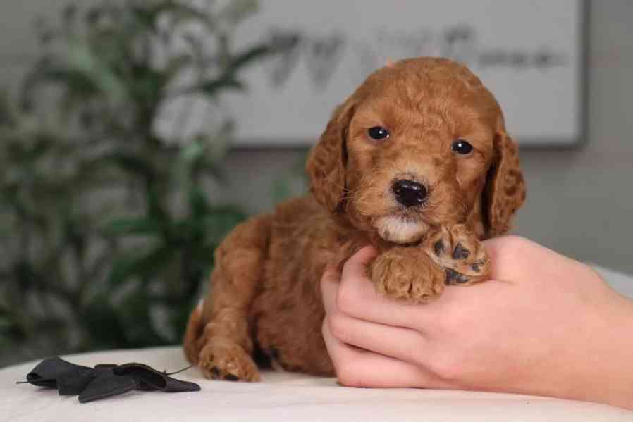 Golden Retriever  - foto 1
