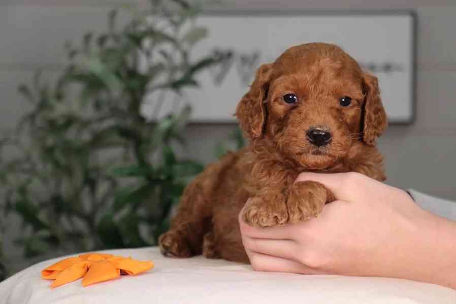 Golden Retriever  - foto 3