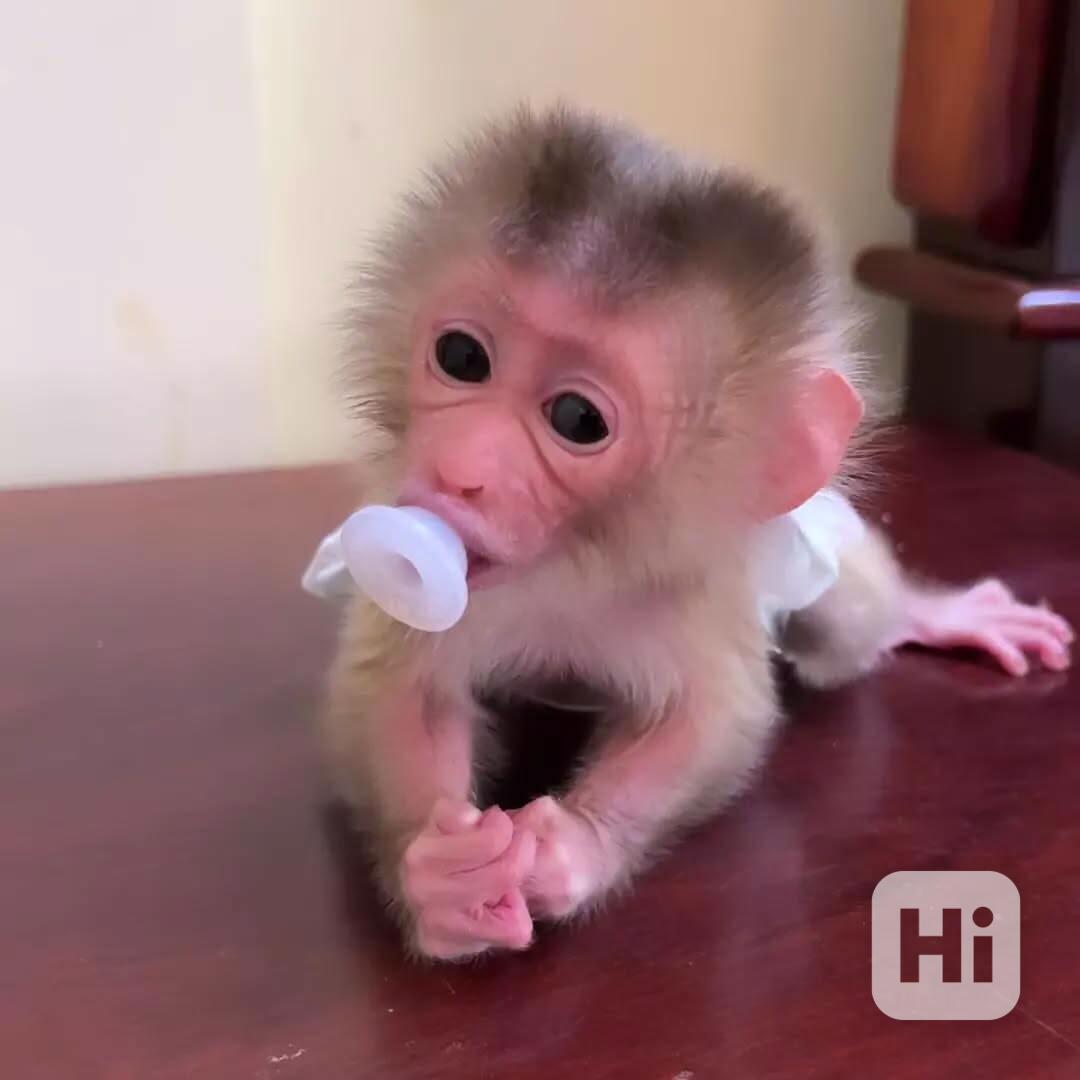 🐒 Prodej výcvikových kapucínských opic – inteligentních, sp - foto 1