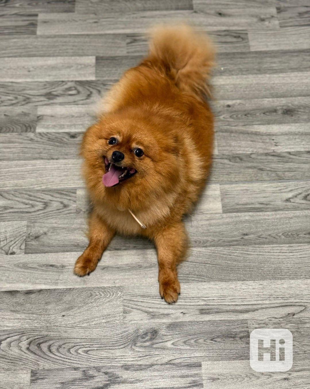  štěňata pomeranského ovčáka - foto 1