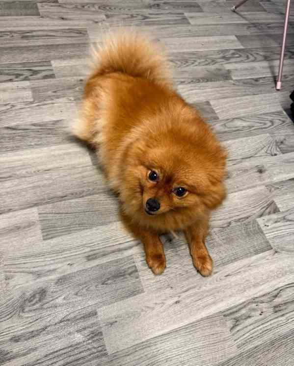  štěňata pomeranského ovčáka - foto 2