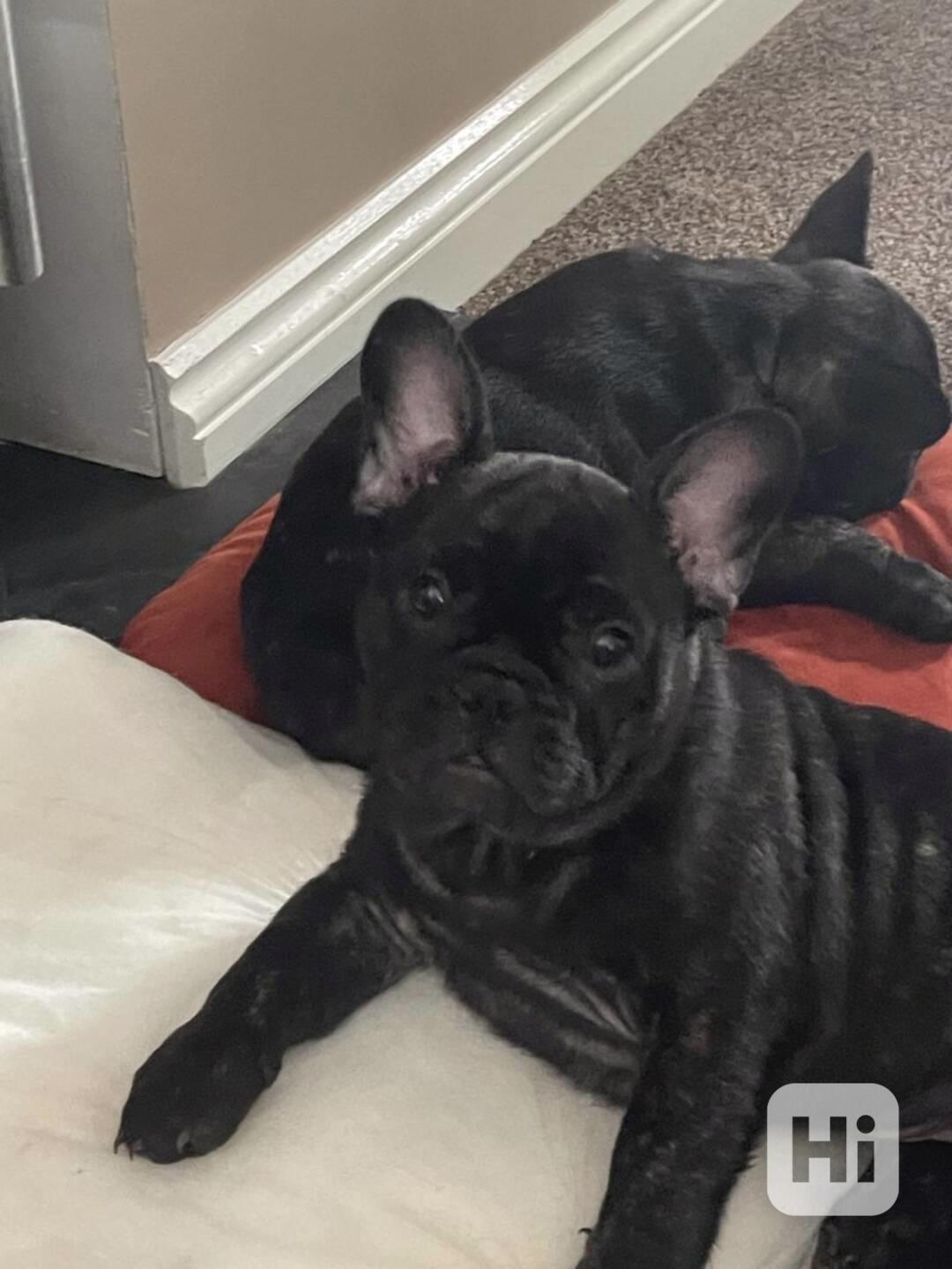 Krásná štěňata francouzských buldočků - foto 1