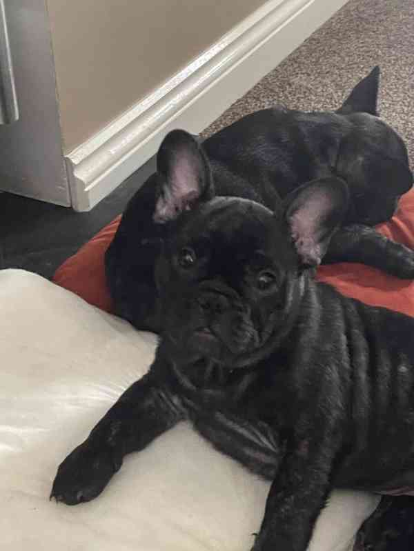 Krásná štěňata francouzských buldočků - foto 1