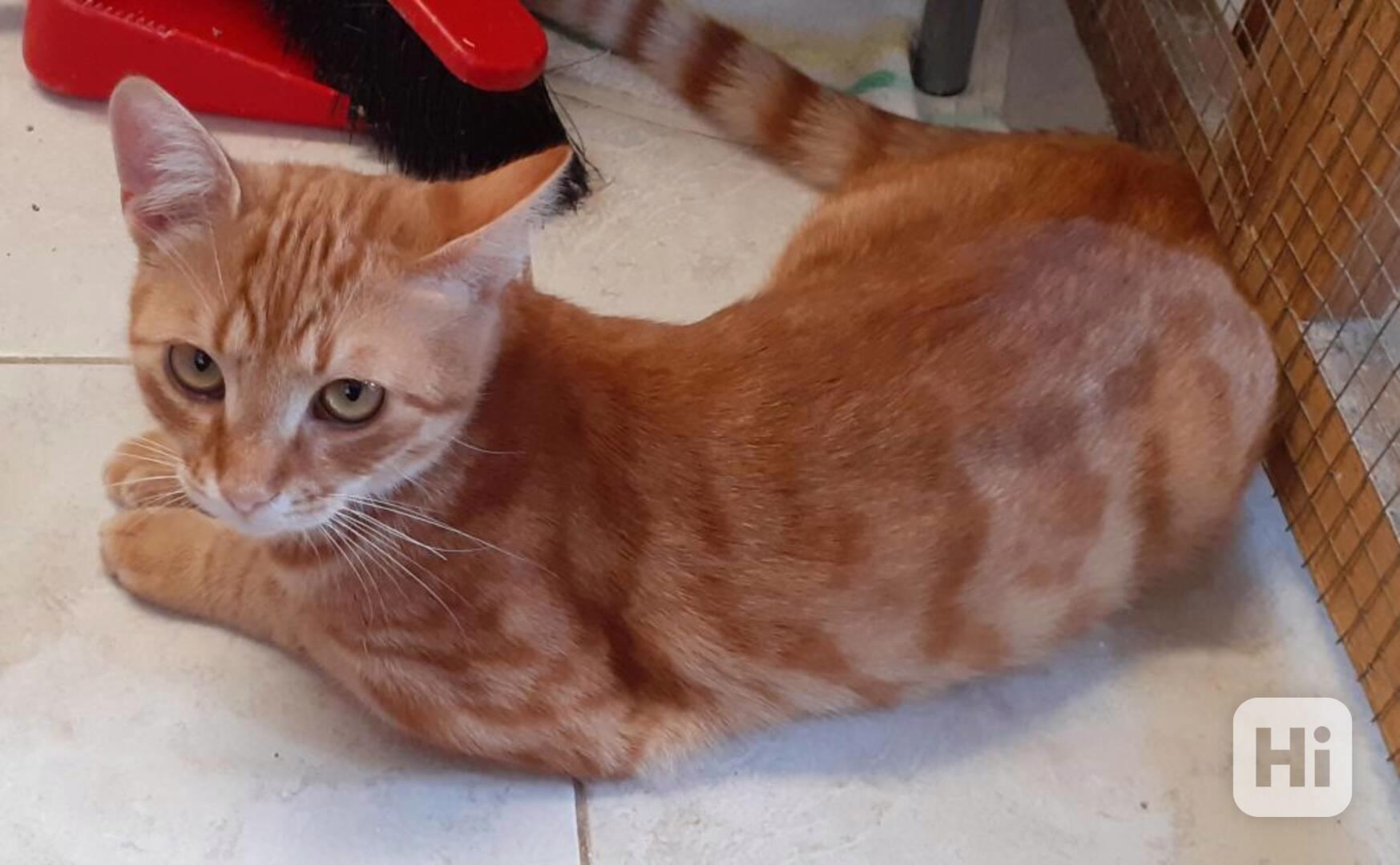Nesmělý 11měsíční rezavý Filípek hledá domov - foto 1