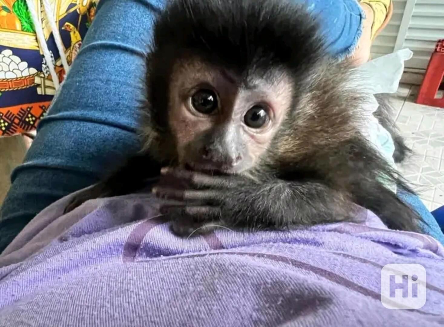  Vítám milého kapucínského kamaráda          - foto 1