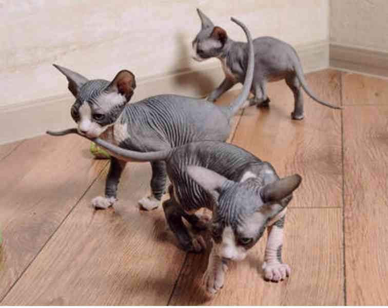 Koťata Sphynx - foto 1