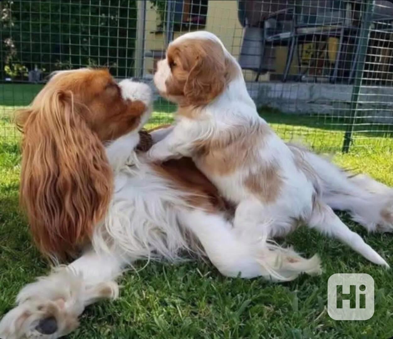 Rozkošná štěňata Kavalír King Charles španěla - foto 1