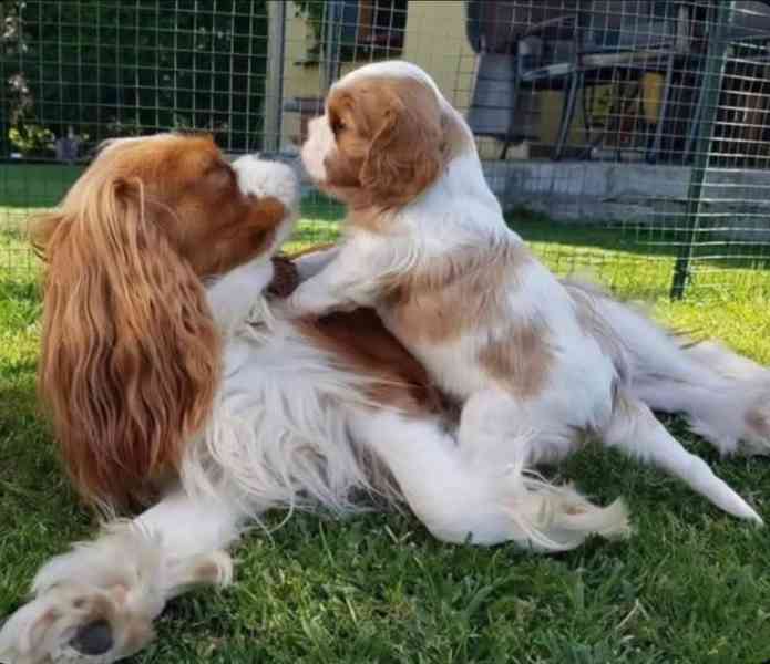Rozkošná štěňata Kavalír King Charles španěla - foto 1