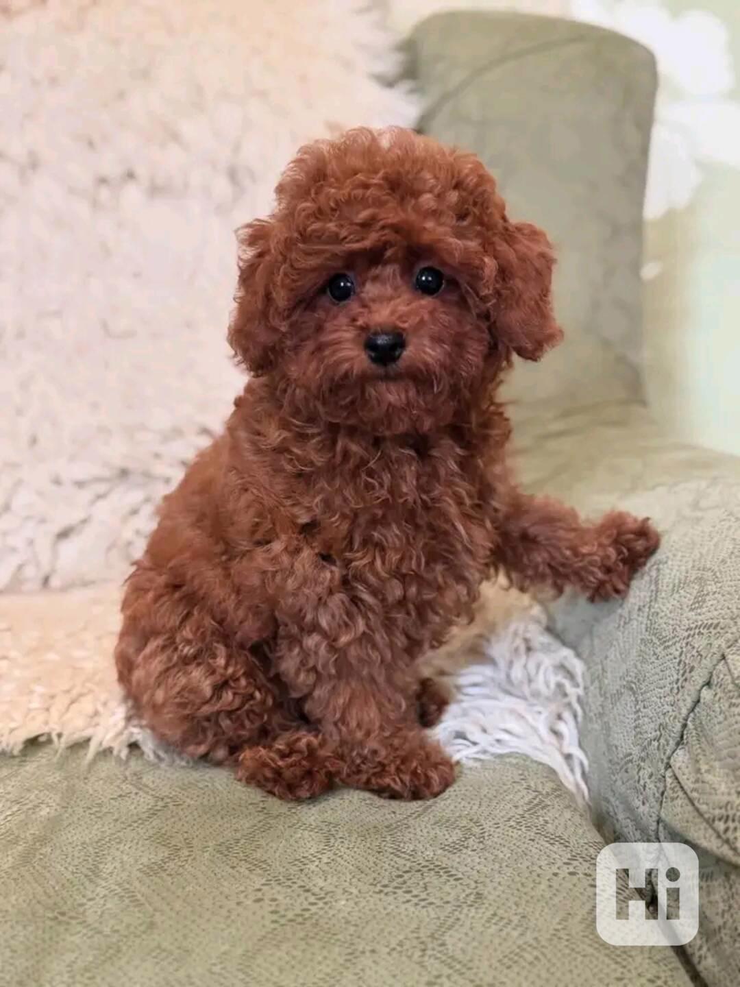 Poodle puppies ready for Xmas mas delivery and foreverlove  - foto 1