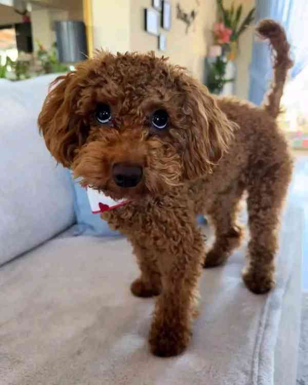 Poodle puppies ready for Xmas mas delivery and foreverlove  - foto 4