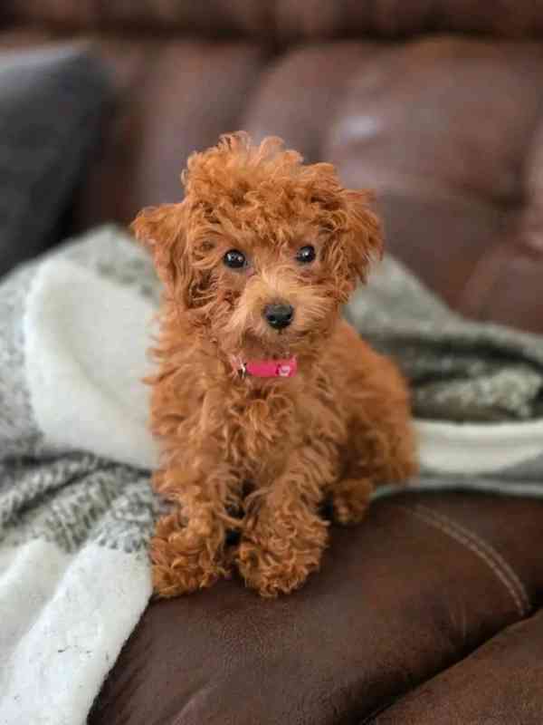 Poodle puppies ready for Xmas mas delivery and foreverlove  - foto 2