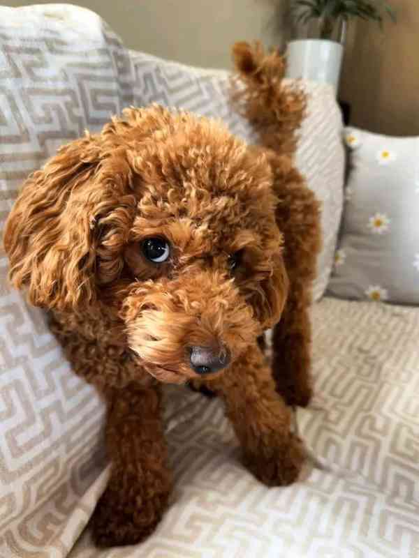 Poodle puppies ready for Xmas mas delivery and foreverlove  - foto 3