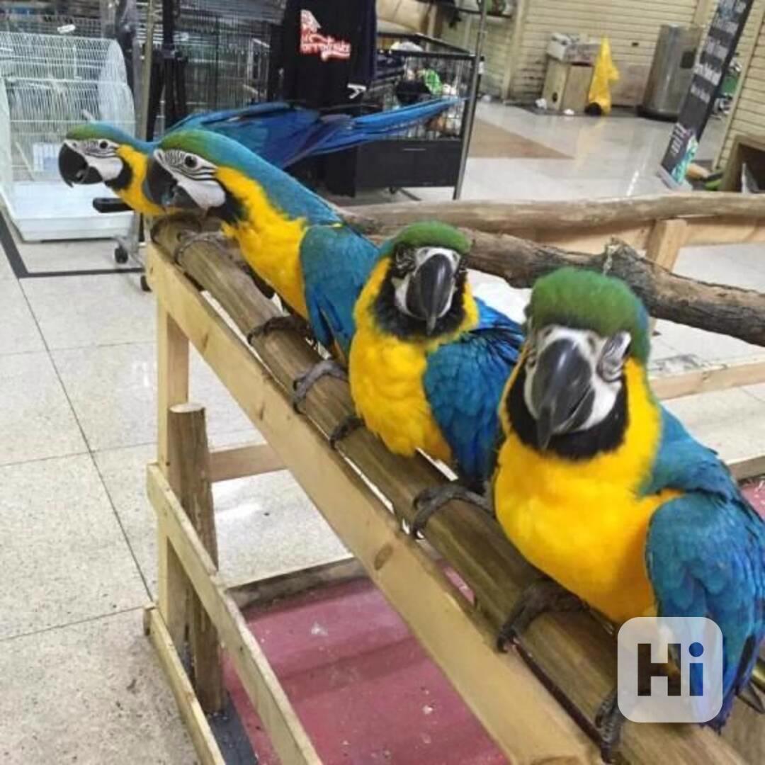 Modro-zlatí papoušci arové připraveni k vyzvednutí - foto 1