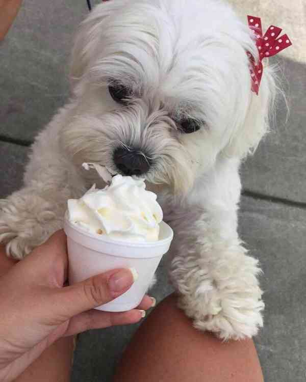 Geweldig nieuws! Nieuwe Havanese pups zijn klaar om naar hun - foto 2