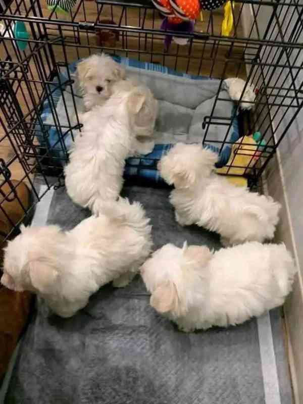 Geweldig nieuws! Nieuwe Havanese pups zijn klaar om naar hun - foto 3
