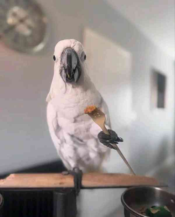 Kakaduové hledají zodpovědný nový domov - foto 4