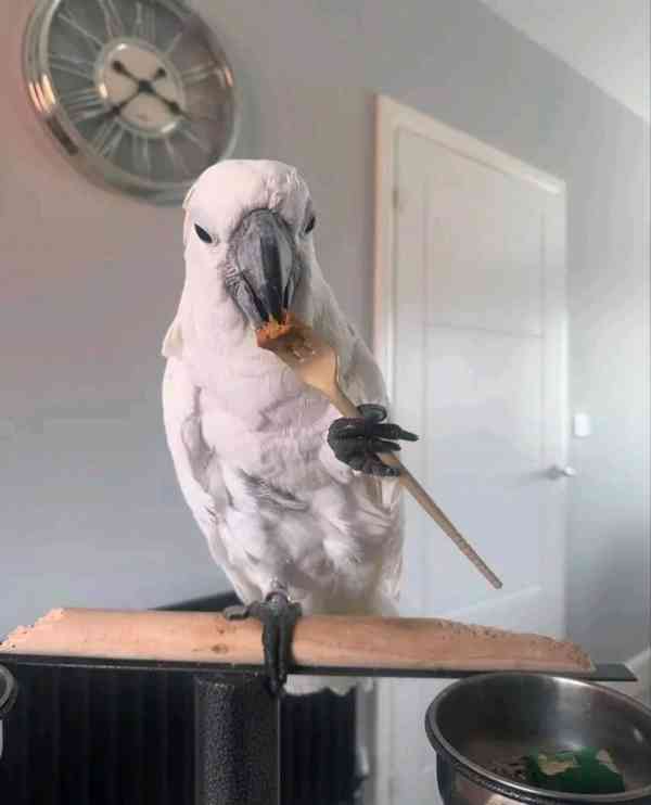 Kakaduové hledají zodpovědný nový domov - foto 5