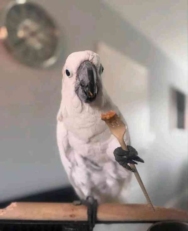 Kakaduové hledají zodpovědný nový domov - foto 3