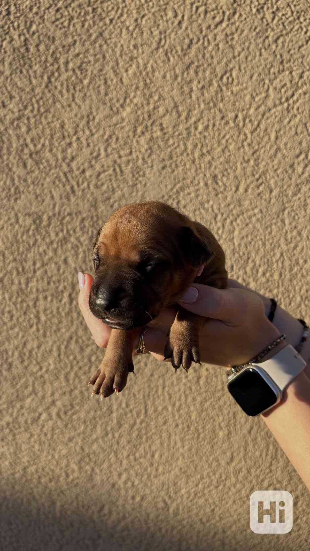 Rhodéský Ridgeback štěňátka bez PP - foto 1