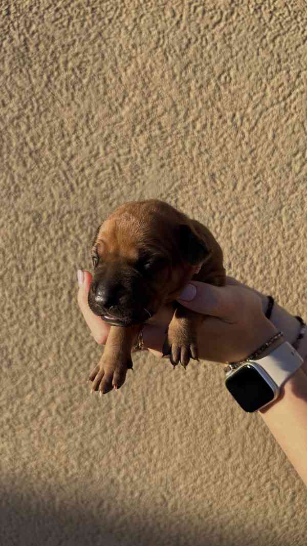 Rhodéský Ridgeback štěňátka bez PP - foto 1