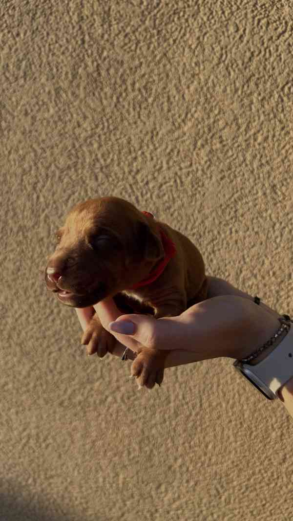 Rhodéský Ridgeback štěňátka bez PP - foto 11