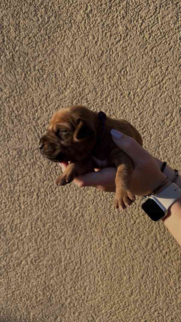 Rhodéský Ridgeback štěňátka bez PP - foto 4