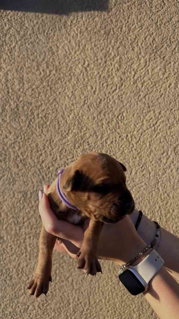 Rhodéský Ridgeback štěňátka bez PP - foto 9