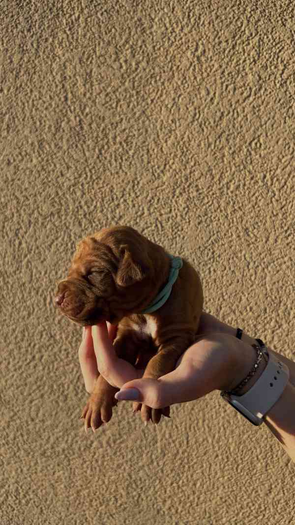 Rhodéský Ridgeback štěňátka bez PP - foto 8
