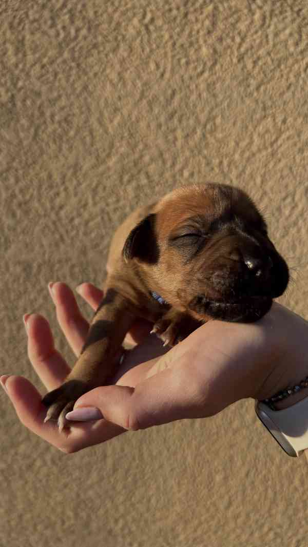 Rhodéský Ridgeback štěňátka bez PP - foto 7