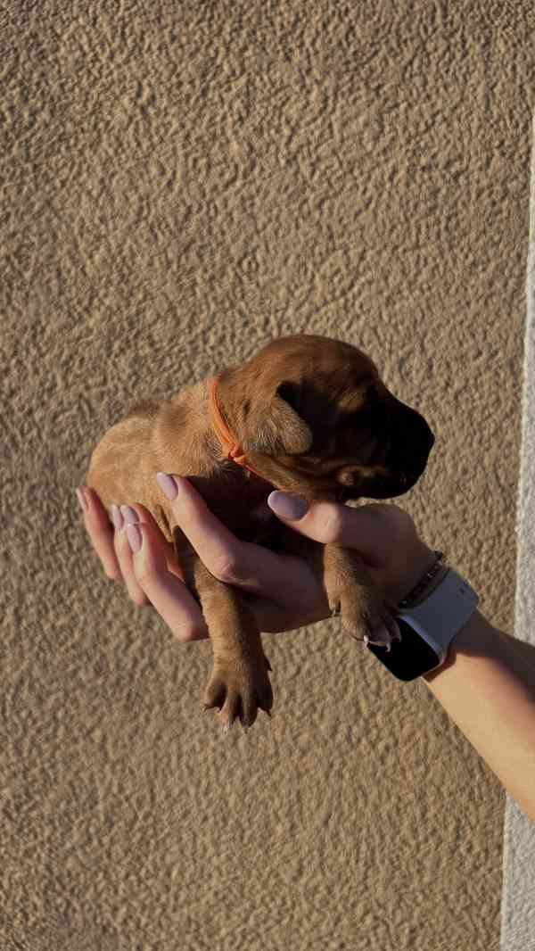 Rhodéský Ridgeback štěňátka bez PP - foto 5