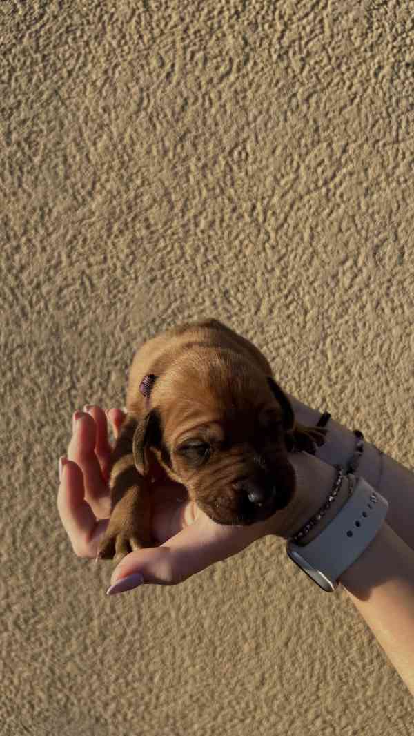 Rhodéský Ridgeback štěňátka bez PP - foto 3