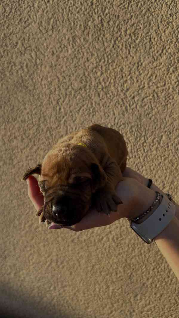 Rhodéský Ridgeback štěňátka bez PP - foto 12