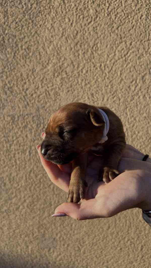 Rhodéský Ridgeback štěňátka bez PP - foto 6