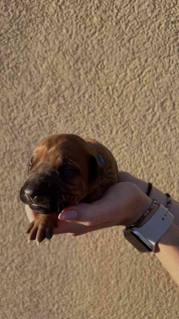 Rhodéský Ridgeback štěňátka bez PP - foto 10