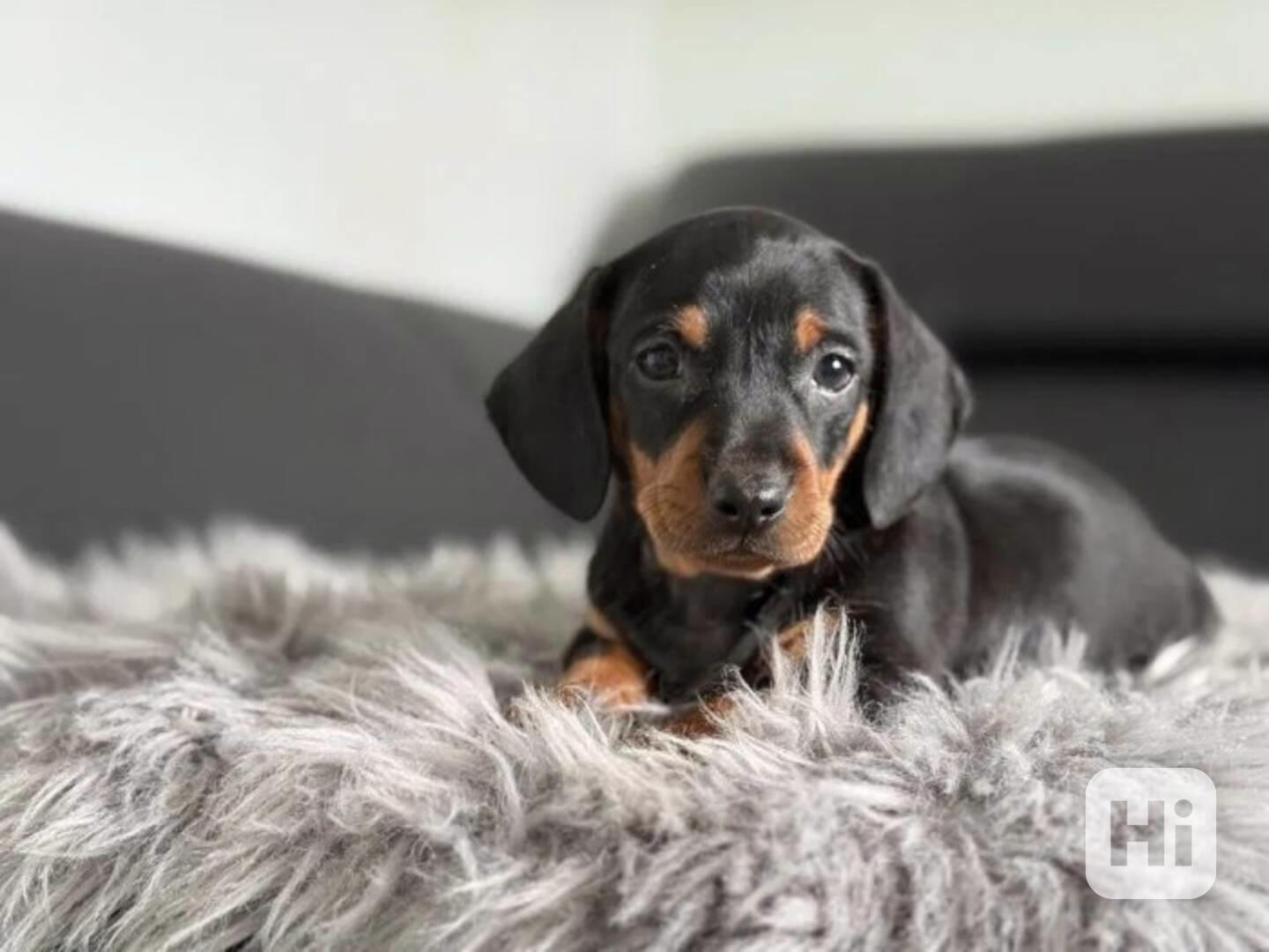 Jezevčík hladkosrstý trpasličí bez PP - foto 1