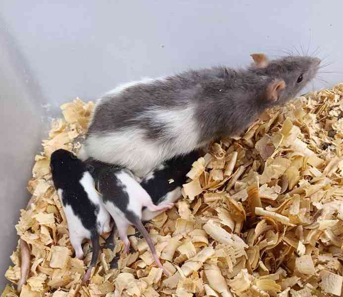 Potkani - prodám mláďata potkanů - foto 2
