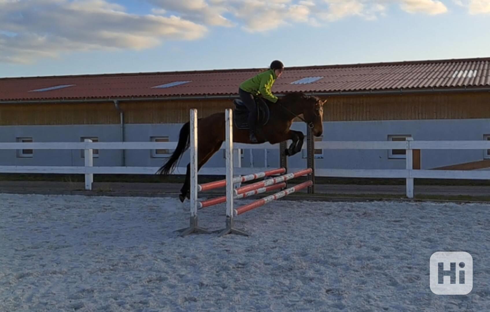 Klisna FURIOSO - foto 1