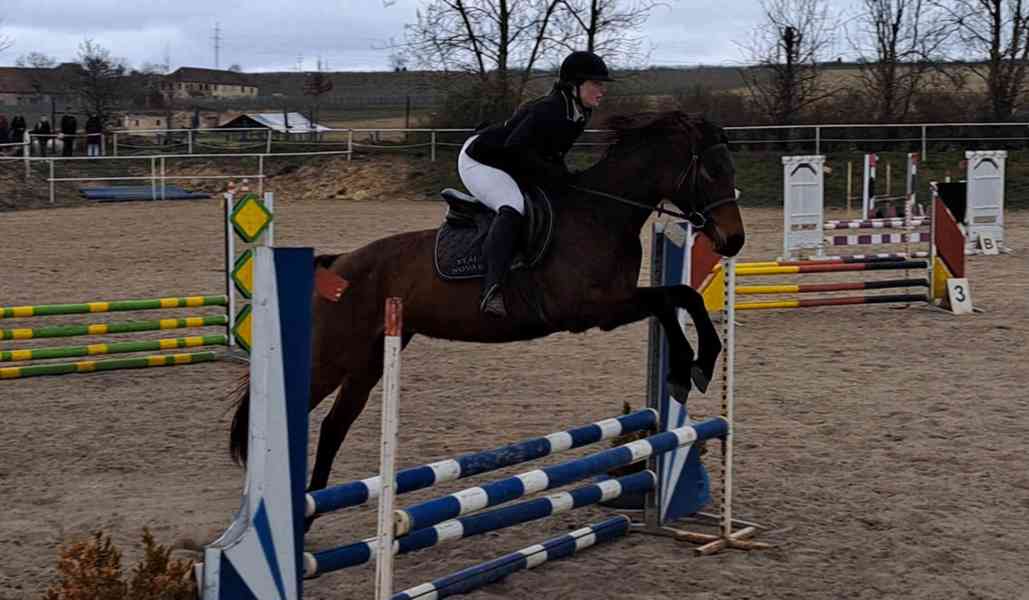 Klisna FURIOSO - foto 6