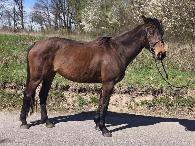 Klisna FURIOSO - foto 10