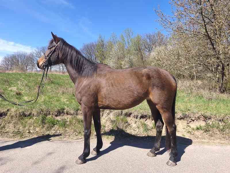 Klisna FURIOSO - foto 9