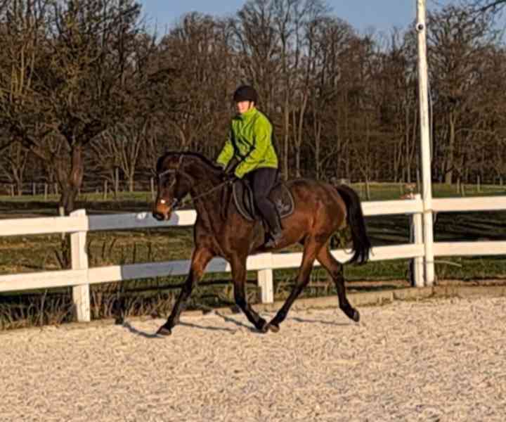 Klisna FURIOSO - foto 2