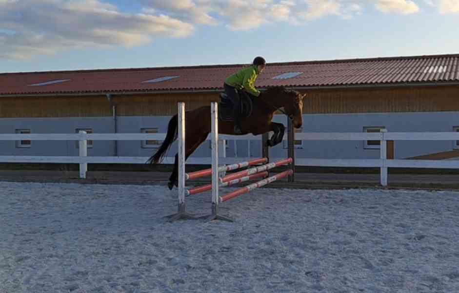 Klisna FURIOSO - foto 1