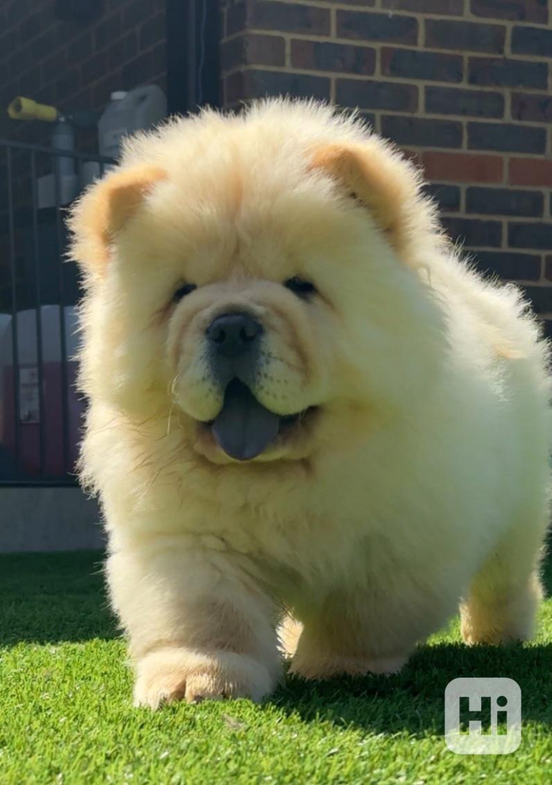 🧸🧸Krásný vrh štěňat chow chow🧸🧸 - foto 1
