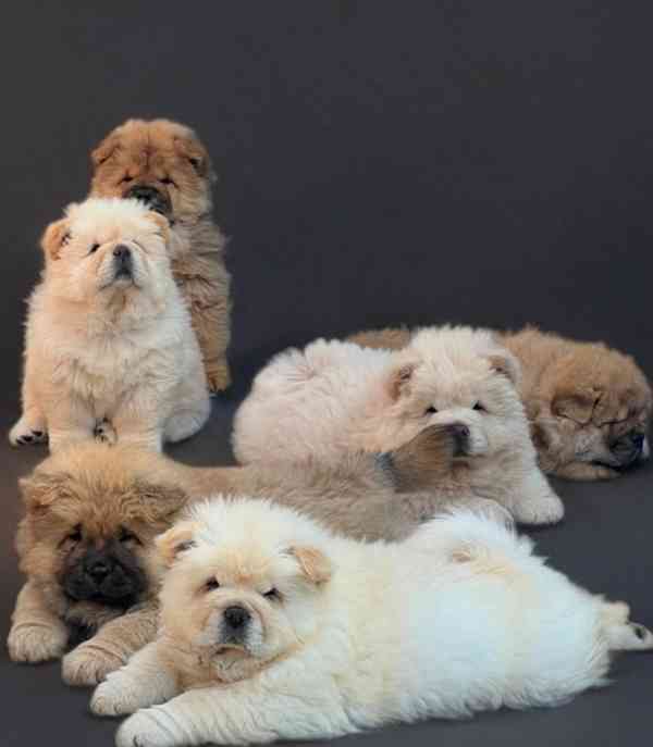 🧸🧸Krásný vrh štěňat chow chow🧸🧸 - foto 2