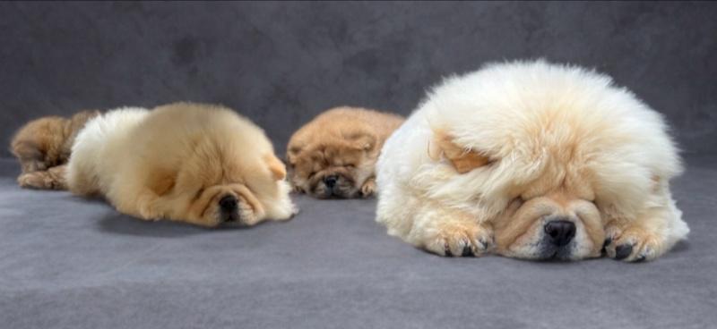 🧸🧸Krásný vrh štěňat chow chow🧸🧸 - foto 3