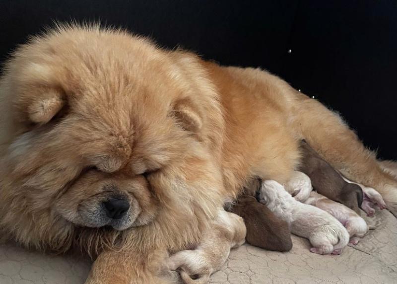 🧸🧸Krásný vrh štěňat chow chow🧸🧸 - foto 5