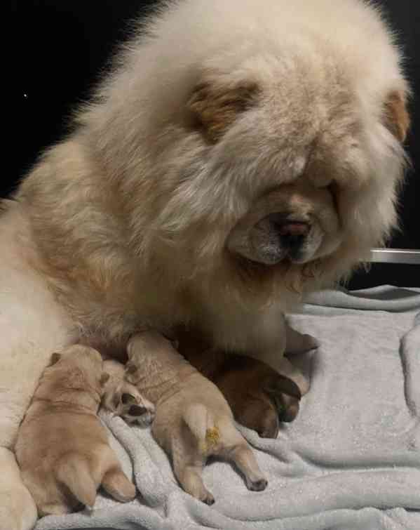 🧸🧸Krásný vrh štěňat chow chow🧸🧸 - foto 4