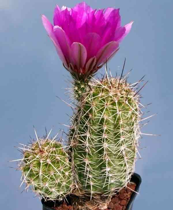 Kaktus Echinocereus engelmannii v. fasciculatus - semena - foto 1