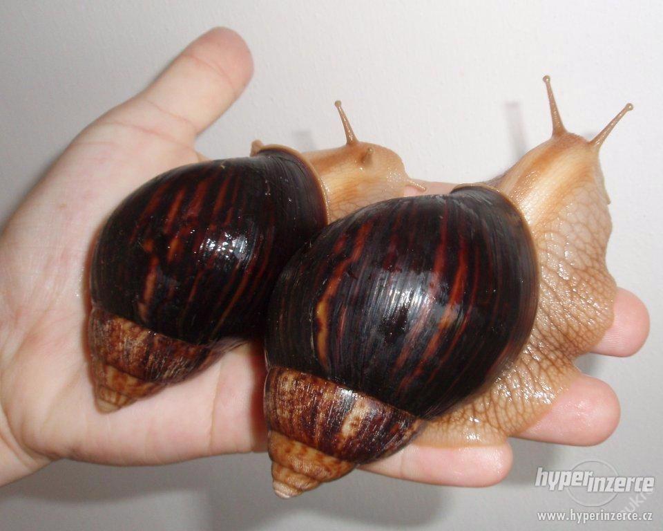 Achatina Immaculata - foto 1