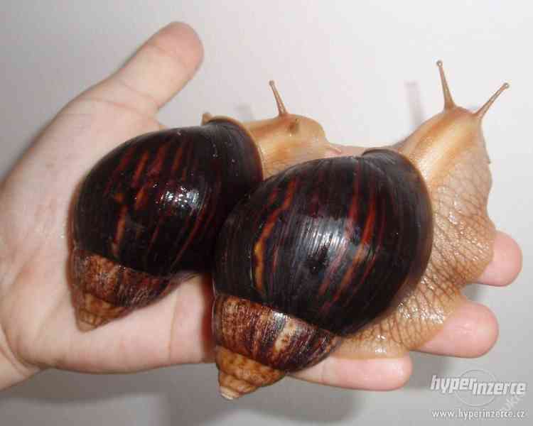 Achatina Immaculata - foto 1
